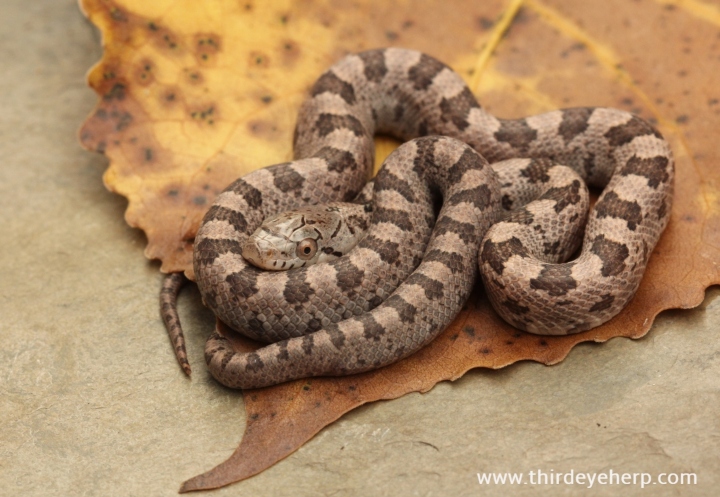 38 Everglades Rat Snake_5402